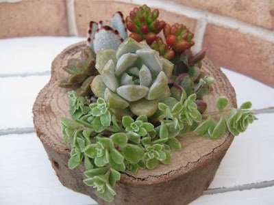 Como plantar Suculentas em Troncos