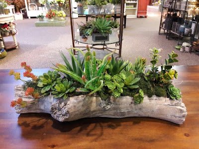 Como plantar Suculentas em Troncos