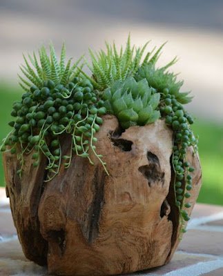 Como plantar Suculentas em Troncos