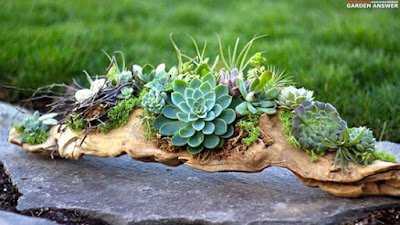 Como plantar Suculentas em Troncos