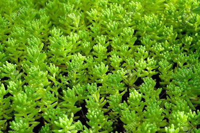 Suculenta Carpete Dourado -  Phedimus Kamtschatica