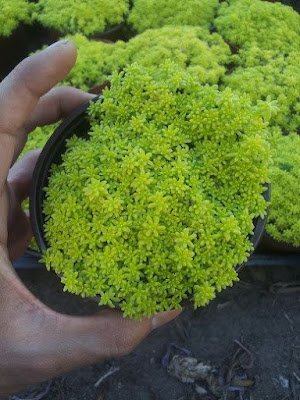 Suculenta Carpete Dourado - Phedimus Kamtschatica