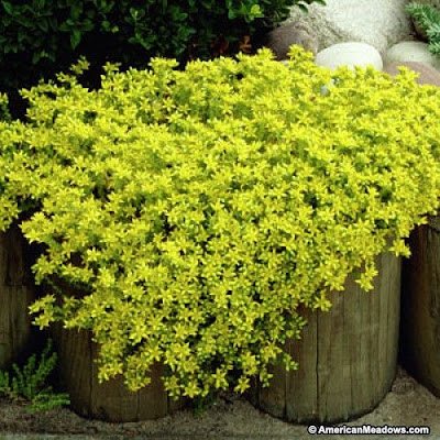 Suculenta Carpete Dourado - Phedimus Kamtschatica