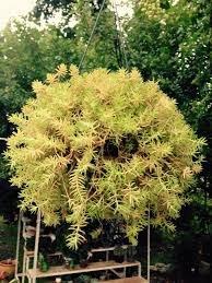 Suculenta Carpete Dourado - Phedimus Kamtschatica