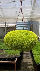 Suculenta Carpete Dourado - Phedimus Kamtschatica