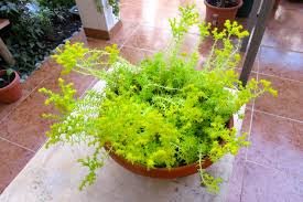 Suculenta Carpete Dourado - Phedimus Kamtschatica