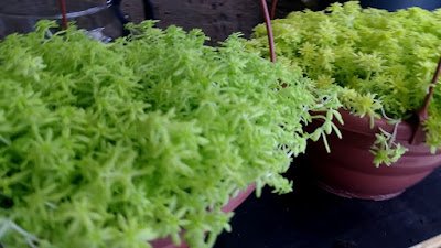 Suculenta Carpete Dourado - Phedimus Kamtschatica