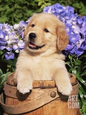 Cachorros fofos: seleção de 40 imagens que vão derreter seu coração