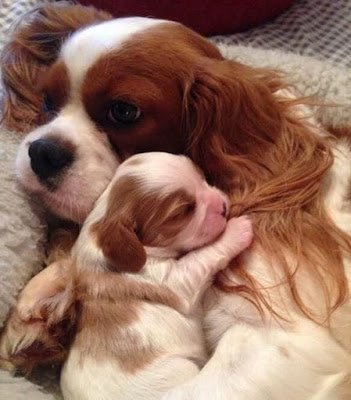 Cachorros fofos: seleção de 40 imagens que vão derreter seu coração