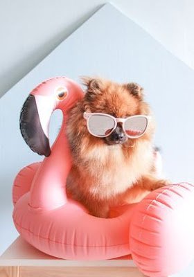 Cachorros fofos: seleção de 40 imagens que vão derreter seu coração