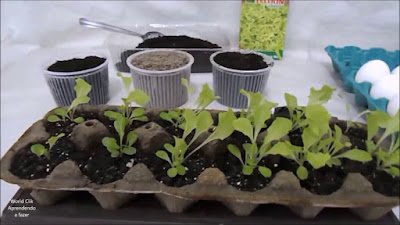 Como fazer sementeira com caixa de ovos