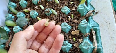 Como fazer sementeira com caixa de ovos