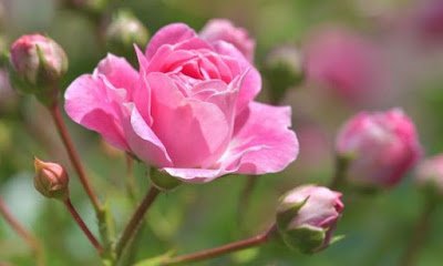 O que fazer quando a roseira não dá flor?