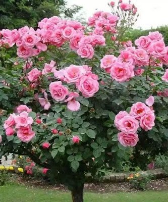 O que fazer quando a roseira não dá flor