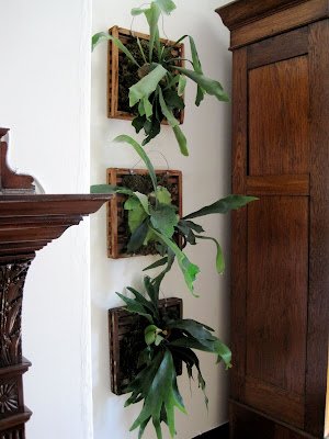 Plantas que fizeram sucesso no passado voltam a ocupar espaço na decoração 