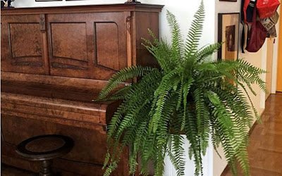 Plantas que fizeram sucesso no passado voltam a ocupar espaço na decoração 