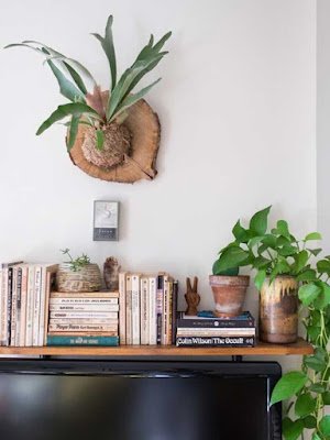 Plantas que fizeram sucesso no passado voltam a ocupar espaço na decoração 