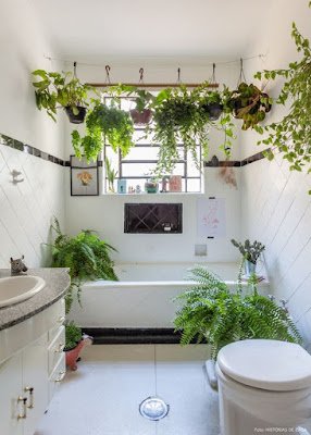 Plantas que fizeram sucesso no passado voltam a ocupar espaço na decoração 
