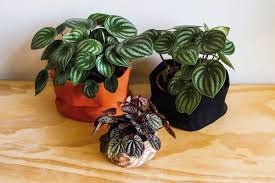 Plantas que fizeram sucesso no passado voltam a ocupar espaço na decoração 