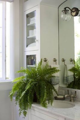 Plantas que fizeram sucesso no passado voltam a ocupar espaço na decoração 