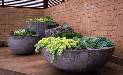 Suculentas pendentes