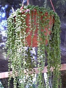 Suculentas pendentes