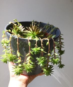 Suculentas pendentes