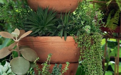 Suculentas pendentes