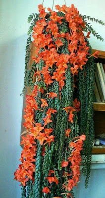 Suculentas pendentes