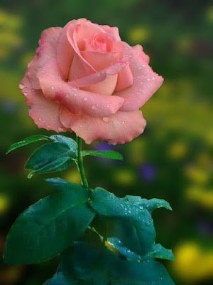 O que fazer quando a roseira não dá flor?