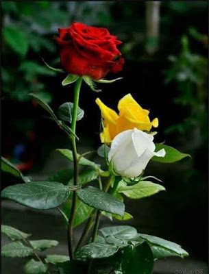 O que fazer quando a roseira não dá flor?