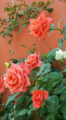 O que fazer quando a roseira não dá flor?