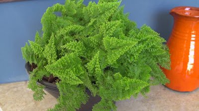 Conheça 14 tipos de samambaias para sua decoração.