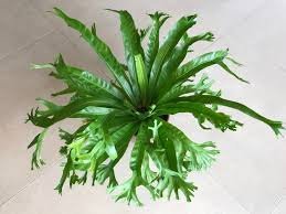 Conheça 14 tipos de samambaias para sua decoração.