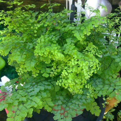 Conheça 14 tipos de samambaias para sua decoração.