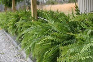 Conheça 14 tipos de samambaias para sua decoração.