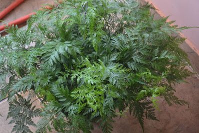 Conheça 14 tipos de samambaias para sua decoração.