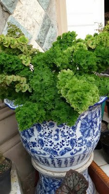 Conheça 14 tipos de samambaias para sua decoração.