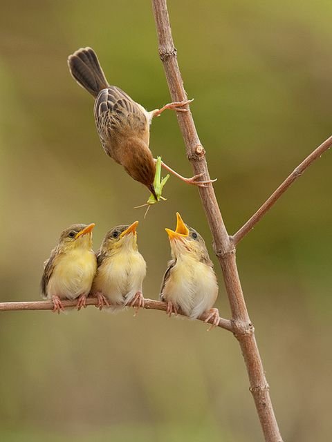 fotos mostram momentos de encanto