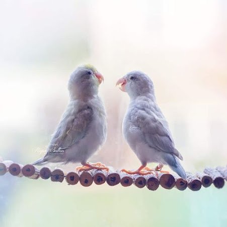 fotos mostram momentos de encanto