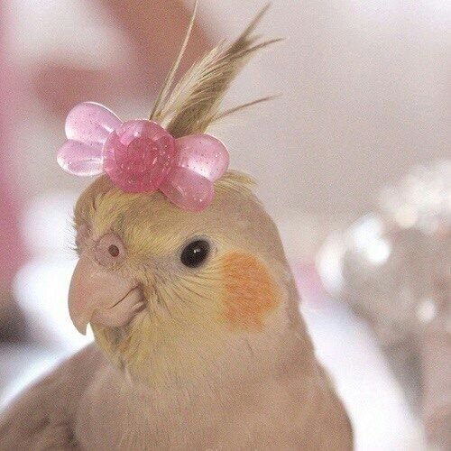 fotos mostram momentos de encanto