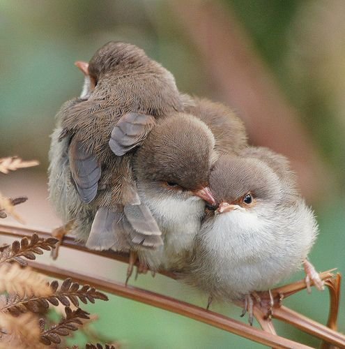 fotos mostram momentos de encanto