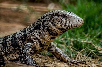 ANIMAL DE ESTIMAÇÃO EXÓTICO