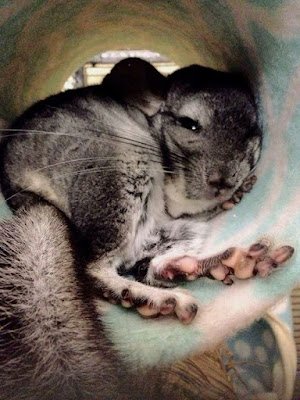 Animais de estimação bem fora do comum