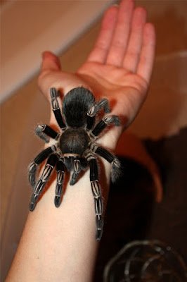 Animais de estimação bem fora do comum