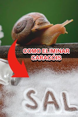Espalhe sal para eliminar os caracóis