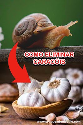Use alho para eliminar os caracóis