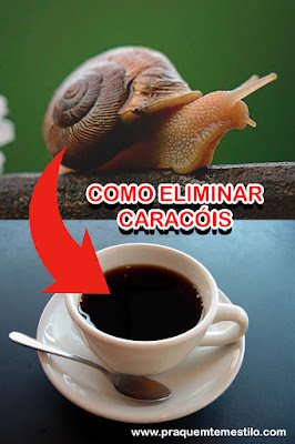 Como eliminar caracóis
