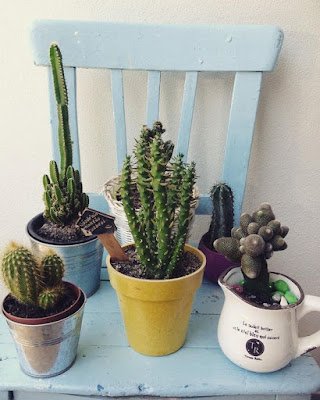 Cactos na decoração