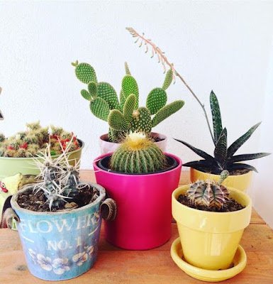 Cactos na decoração